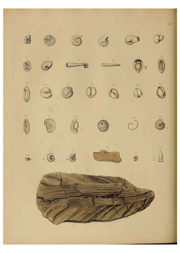 Reproducción/Reproduction 6076970309: A pictorial atlas of fossil remains London :H.G. Bohn,1850