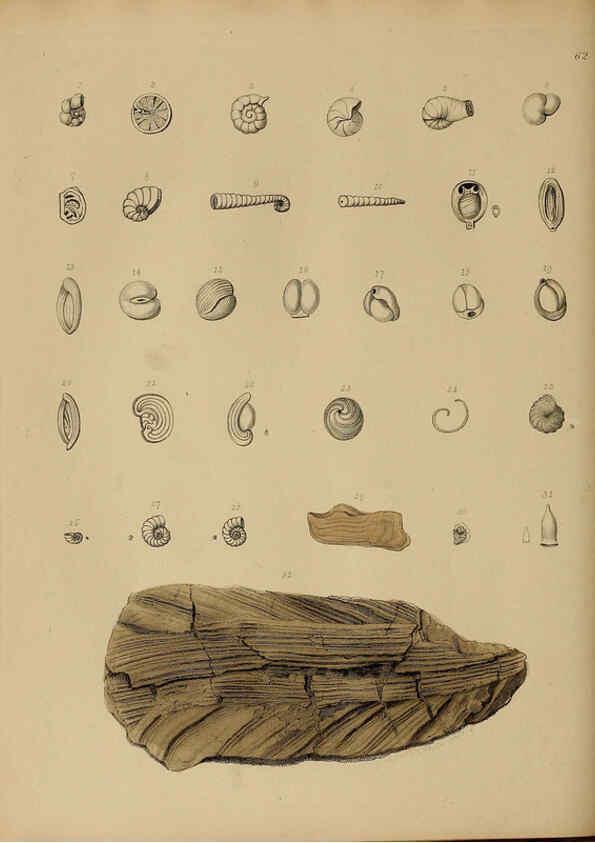 Reproducción/Reproduction 6076970309: A pictorial atlas of fossil remains London :H.G. Bohn,1850