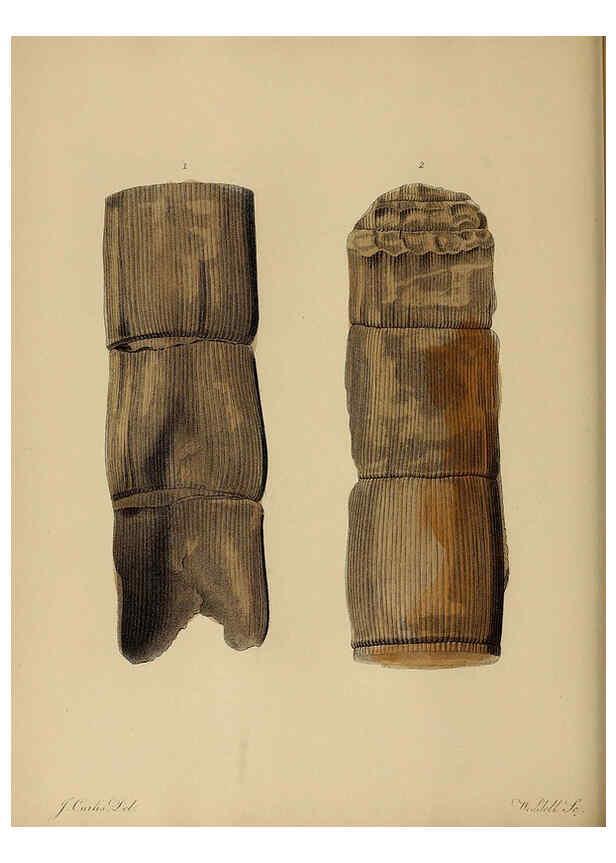 Reproducción/Reproduction 6076950183: A pictorial atlas of fossil remains London :H.G. Bohn,1850