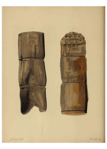 Reproducción/Reproduction 6076950183: A pictorial atlas of fossil remains London :H.G. Bohn,1850