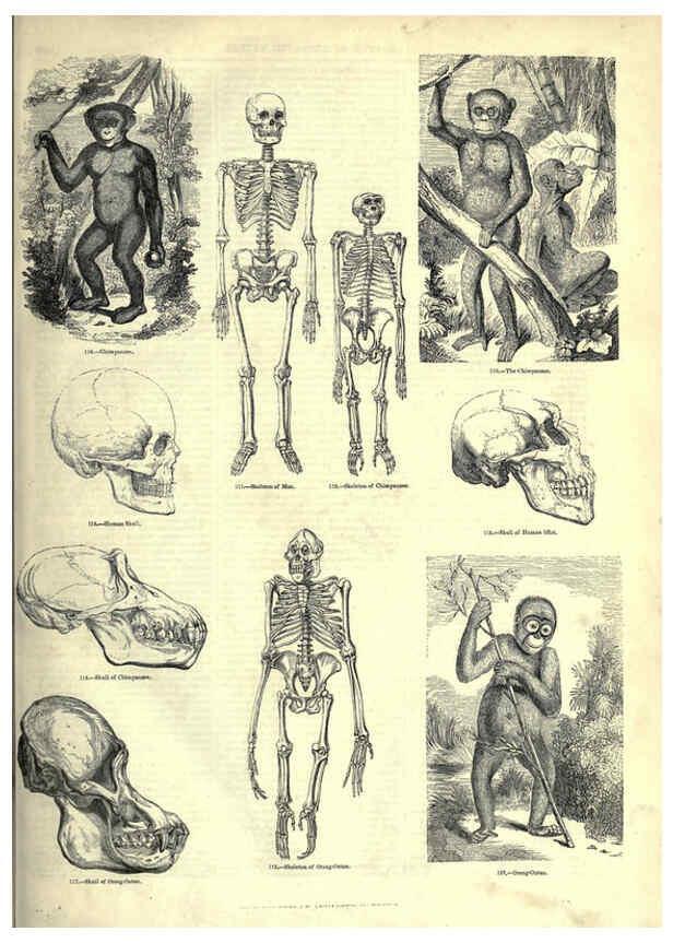 Reproducción/Reproduction 6093006554: The pictorial museum of animated nature. v.1. London :C. Cox,[1844?] 
