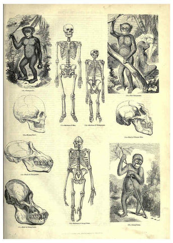 Reproducción/Reproduction 6093006554: The pictorial museum of animated nature. v.1. London :C. Cox,[1844?] 