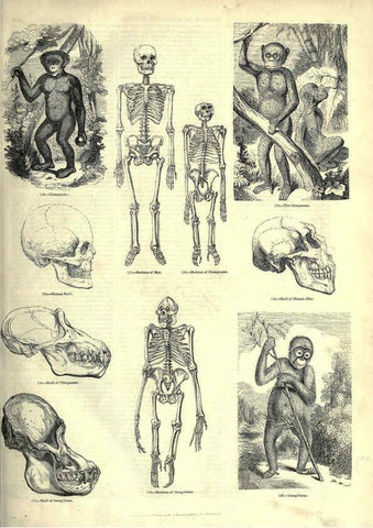Reproducción/Reproduction 6093006554: The pictorial museum of animated nature. v.1. London :C. Cox,[1844?] 