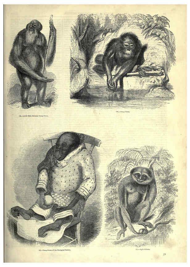 Reproducción/Reproduction 6092466911: The pictorial museum of animated nature. v.1. London :C. Cox,[1844?] 
