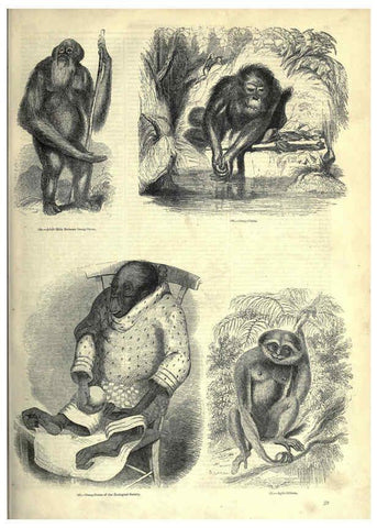 Reproducción/Reproduction 6092466911: The pictorial museum of animated nature. v.1. London :C. Cox,[1844?] 