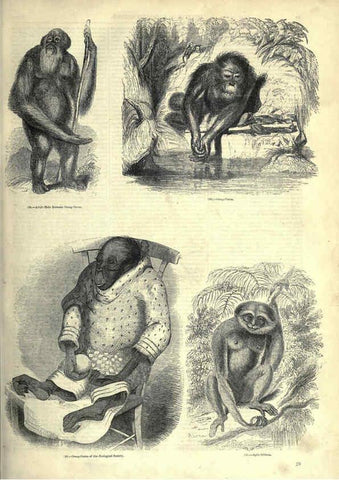 Reproducción/Reproduction 6092466911: The pictorial museum of animated nature. v.1. London :C. Cox,[1844?] 