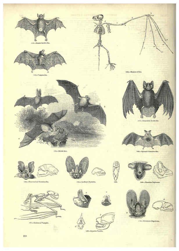 Reproducción/Reproduction 6092493407: The pictorial museum of animated nature. v.1. London :C. Cox,[1844?] 