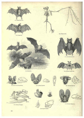 Reproducción/Reproduction 6092493407: The pictorial museum of animated nature. v.1. London :C. Cox,[1844?] 