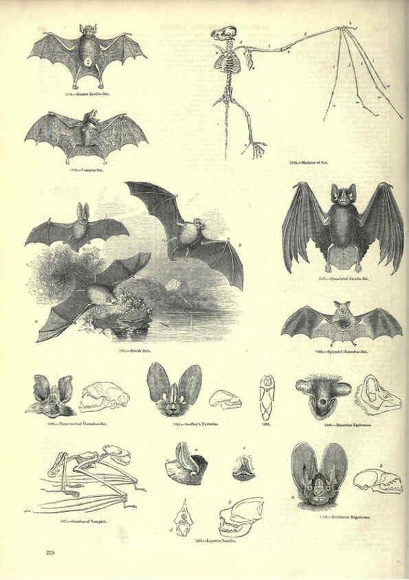 Reproducción/Reproduction 6092493407: The pictorial museum of animated nature. v.1. London :C. Cox,[1844?] 