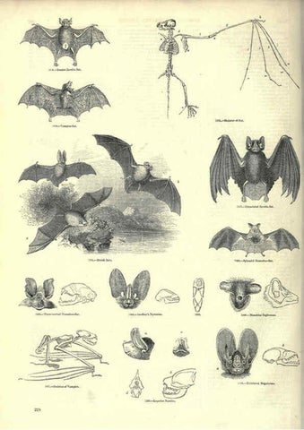 Reproducción/Reproduction 6092493407: The pictorial museum of animated nature. v.1. London :C. Cox,[1844?] 