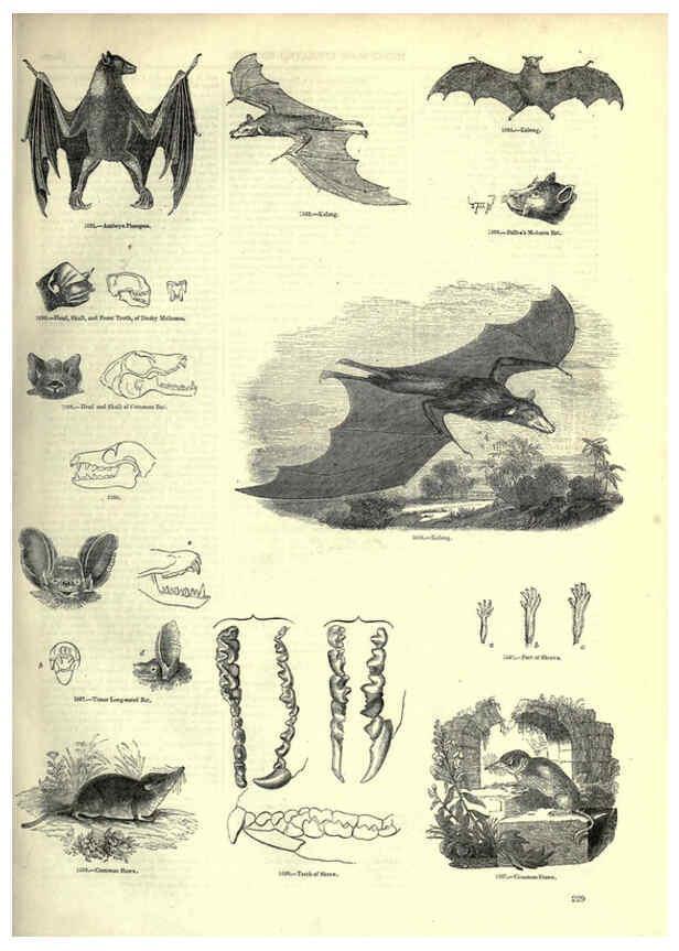 Reproducción/Reproduction 6093033962: The pictorial museum of animated nature. v.1. London :C. Cox,[1844?] 