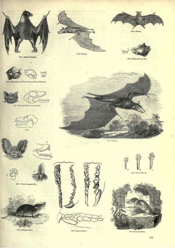 Reproducción/Reproduction 6093033962: The pictorial museum of animated nature. v.1. London :C. Cox,[1844?] 
