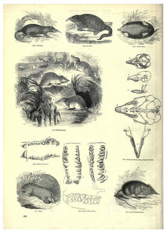 Reproducción/Reproduction 6092494427: The pictorial museum of animated nature. v.1. London :C. Cox,[1844?] 