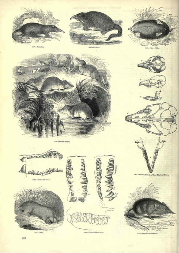 Reproducción/Reproduction 6092494427: The pictorial museum of animated nature. v.1. London :C. Cox,[1844?] 