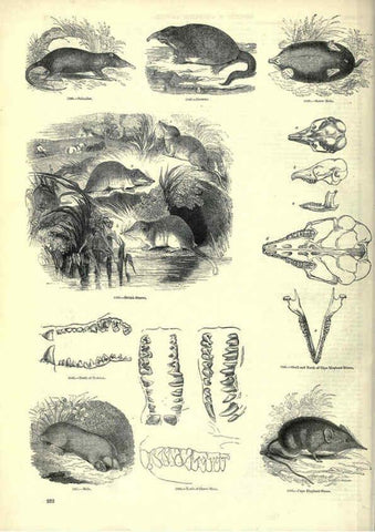 Reproducción/Reproduction 6092494427: The pictorial museum of animated nature. v.1. London :C. Cox,[1844?] 