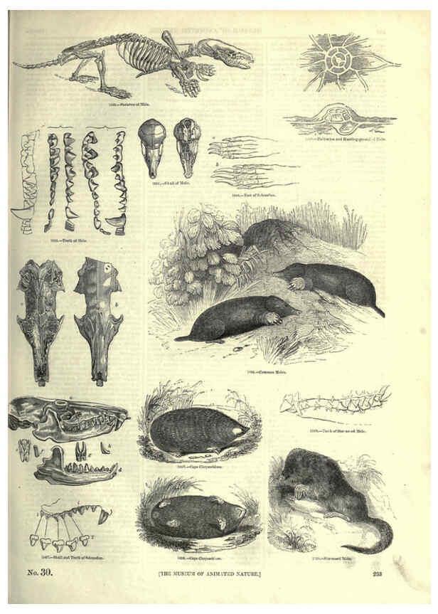 Reproducción/Reproduction 6093034564: The pictorial museum of animated nature. v.1. London :C. Cox,[1844?] 