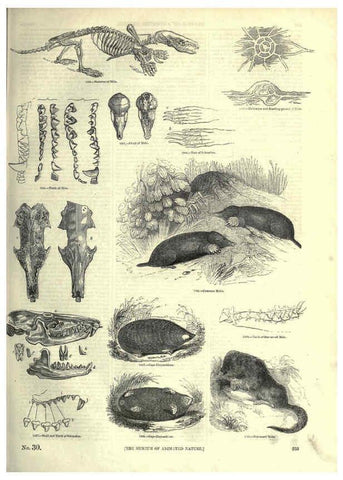 Reproducción/Reproduction 6093034564: The pictorial museum of animated nature. v.1. London :C. Cox,[1844?] 