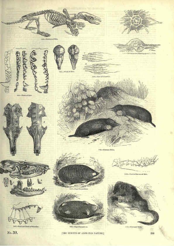Reproducción/Reproduction 6093034564: The pictorial museum of animated nature. v.1. London :C. Cox,[1844?] 