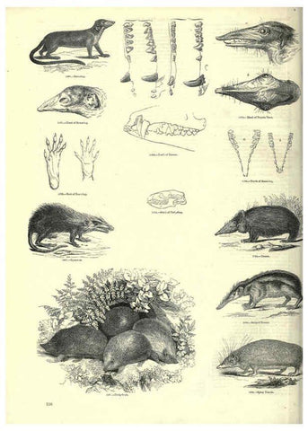 Reproducción/Reproduction 6092494957: The pictorial museum of animated nature. v.1. London :C. Cox,[1844?] 