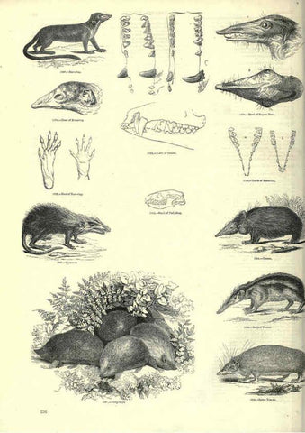 Reproducción/Reproduction 6092494957: The pictorial museum of animated nature. v.1. London :C. Cox,[1844?] 