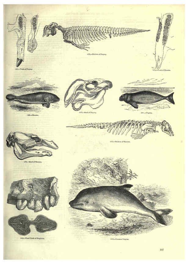 Reproducción/Reproduction 6092495291: The pictorial museum of animated nature. v.1. London :C. Cox,[1844?] 