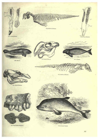 Reproducción/Reproduction 6092495291: The pictorial museum of animated nature. v.1. London :C. Cox,[1844?] 