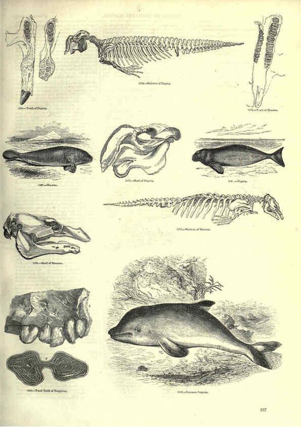 Reproducción/Reproduction 6092495291: The pictorial museum of animated nature. v.1. London :C. Cox,[1844?] 