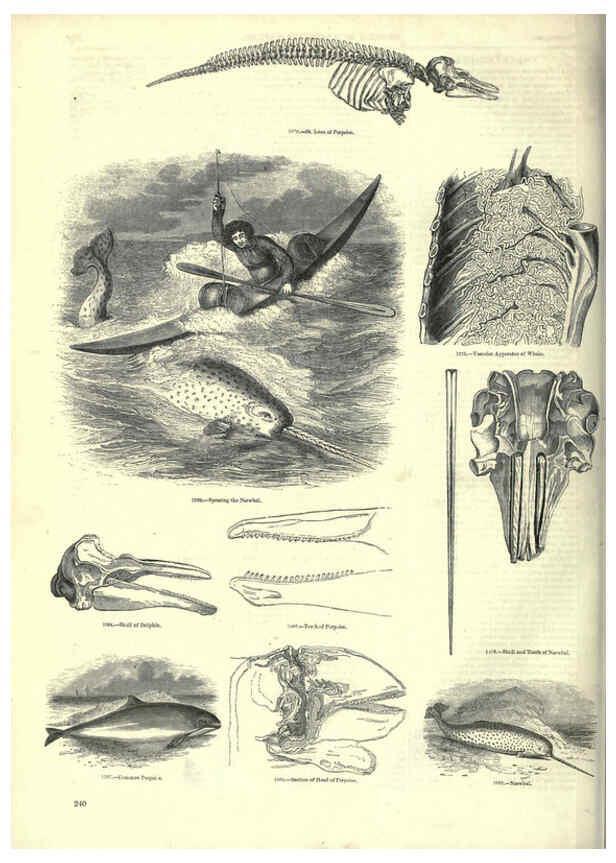 Reproducción/Reproduction 6093035436: The pictorial museum of animated nature. v.1. London :C. Cox,[1844?] 
