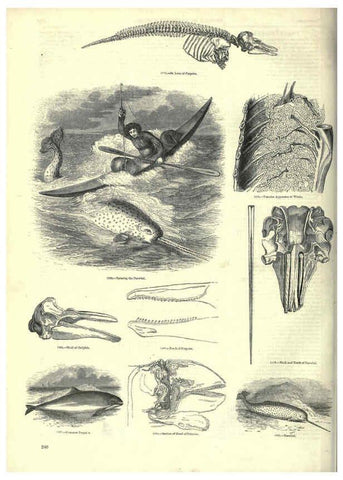 Reproducción/Reproduction 6093035436: The pictorial museum of animated nature. v.1. London :C. Cox,[1844?] 