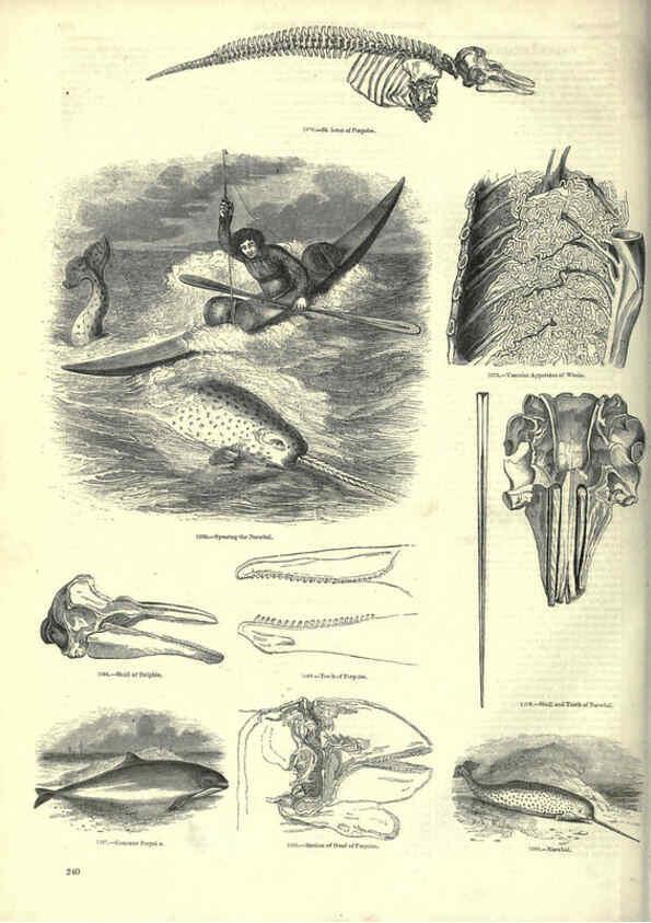 Reproducción/Reproduction 6093035436: The pictorial museum of animated nature. v.1. London :C. Cox,[1844?] 