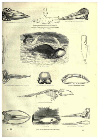 Reproducción/Reproduction 6092495987: The pictorial museum of animated nature. v.1. London :C. Cox,[1844?] 