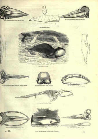 Reproducción/Reproduction 6092495987: The pictorial museum of animated nature. v.1. London :C. Cox,[1844?] 