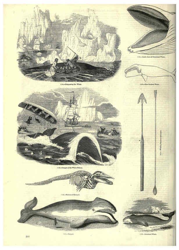 Reproducción/Reproduction 6093036014: The pictorial museum of animated nature. v.1. London :C. Cox,[1844?] 
