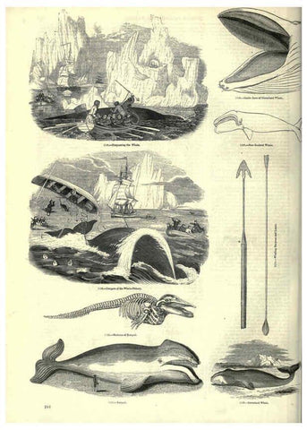 Reproducción/Reproduction 6093036014: The pictorial museum of animated nature. v.1. London :C. Cox,[1844?] 