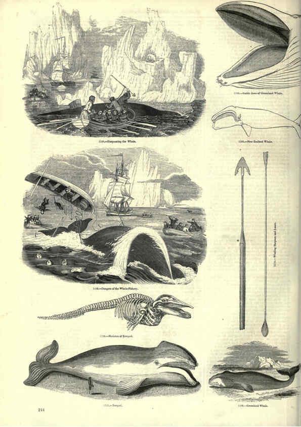Reproducción/Reproduction 6093036014: The pictorial museum of animated nature. v.1. London :C. Cox,[1844?] 