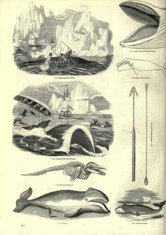 Reproducción/Reproduction 6093036014: The pictorial museum of animated nature. v.1. London :C. Cox,[1844?] 