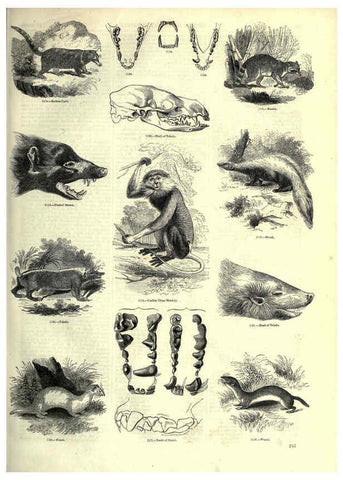 Reproducción/Reproduction 6092496575: The pictorial museum of animated nature. v.1. London :C. Cox,[1844?] 