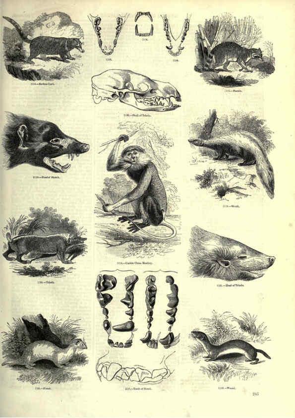 Reproducción/Reproduction 6092496575: The pictorial museum of animated nature. v.1. London :C. Cox,[1844?] 