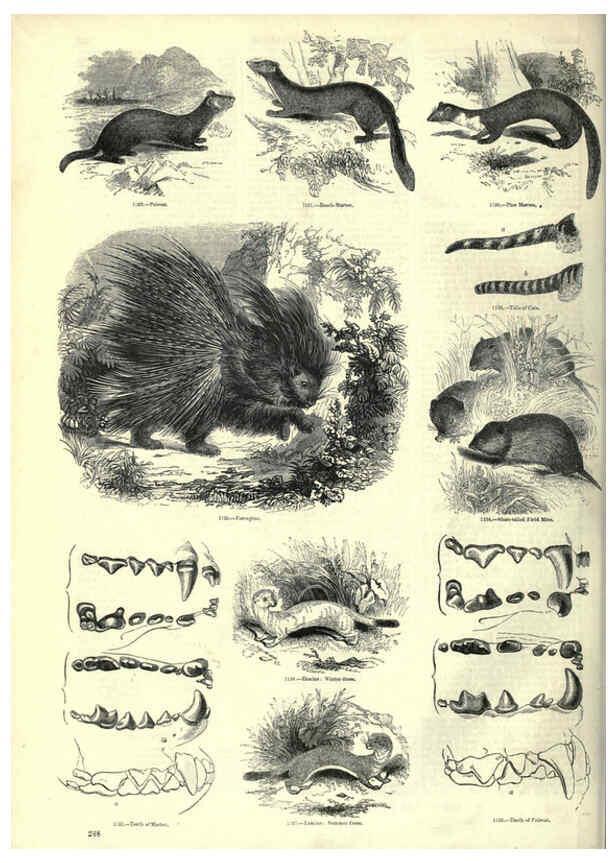Reproducción/Reproduction 6093036598: The pictorial museum of animated nature. v.1. London :C. Cox,[1844?] 