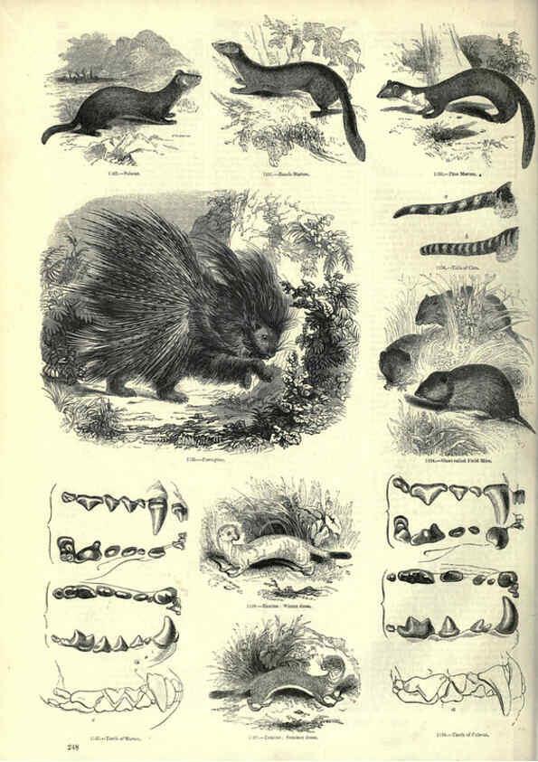 Reproducción/Reproduction 6093036598: The pictorial museum of animated nature. v.1. London :C. Cox,[1844?] 