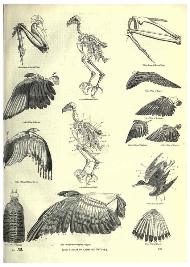 Reproducción/Reproduction 6093036884: The pictorial museum of animated nature. v.1. London :C. Cox,[1844?] 