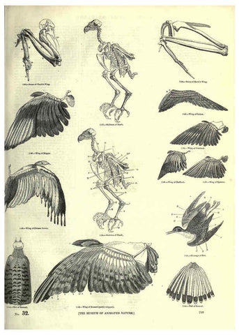 Reproducción/Reproduction 6093036884: The pictorial museum of animated nature. v.1. London :C. Cox,[1844?] 