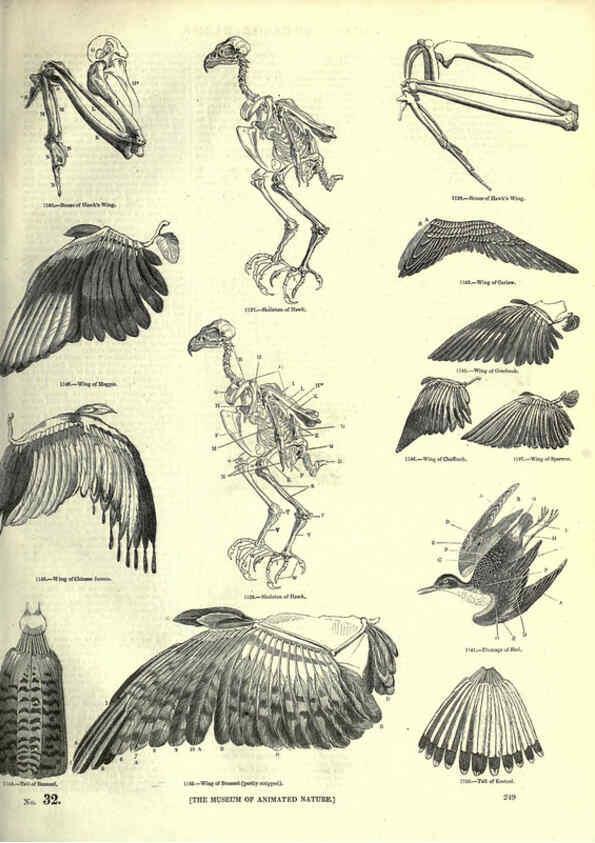 Reproducción/Reproduction 6093036884: The pictorial museum of animated nature. v.1. London :C. Cox,[1844?] 