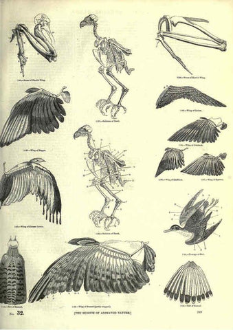 Reproducción/Reproduction 6093036884: The pictorial museum of animated nature. v.1. London :C. Cox,[1844?] 