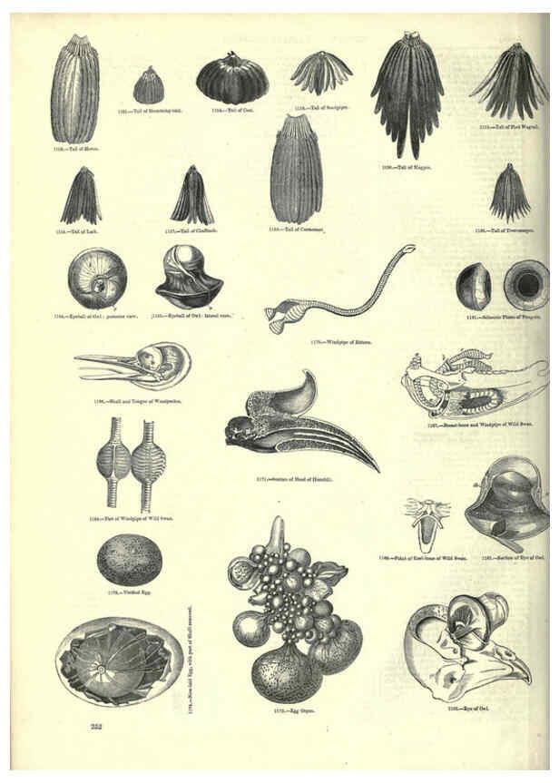 Reproducción/Reproduction 6093037228: The pictorial museum of animated nature. v.1. London :C. Cox,[1844?] 