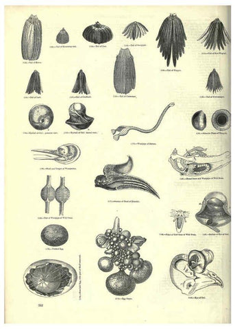 Reproducción/Reproduction 6093037228: The pictorial museum of animated nature. v.1. London :C. Cox,[1844?] 
