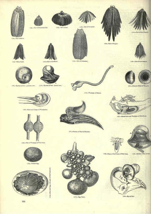 Reproducción/Reproduction 6093037228: The pictorial museum of animated nature. v.1. London :C. Cox,[1844?] 