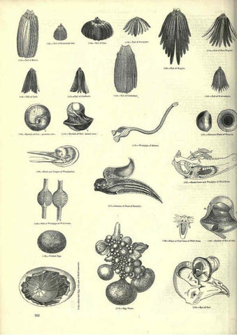 Reproducción/Reproduction 6093037228: The pictorial museum of animated nature. v.1. London :C. Cox,[1844?] 