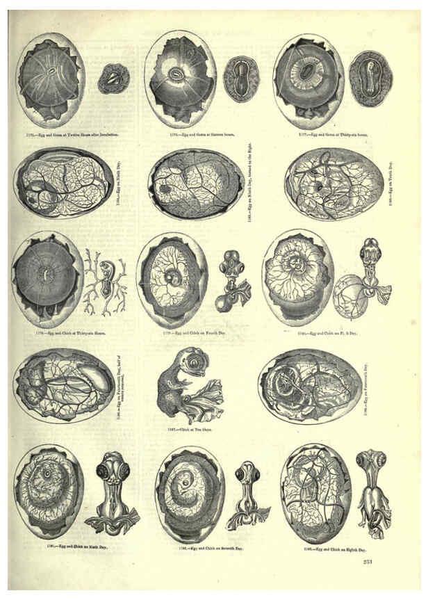 Reproducción/Reproduction 6093037580: The pictorial museum of animated nature. v.1. London :C. Cox,[1844?] 