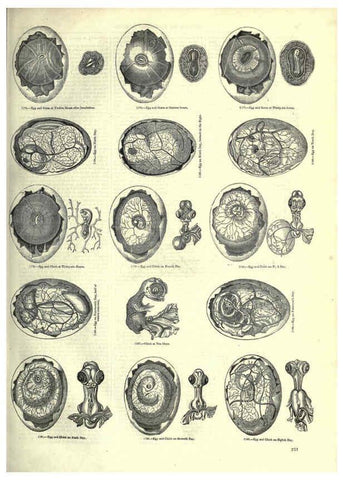 Reproducción/Reproduction 6093037580: The pictorial museum of animated nature. v.1. London :C. Cox,[1844?] 